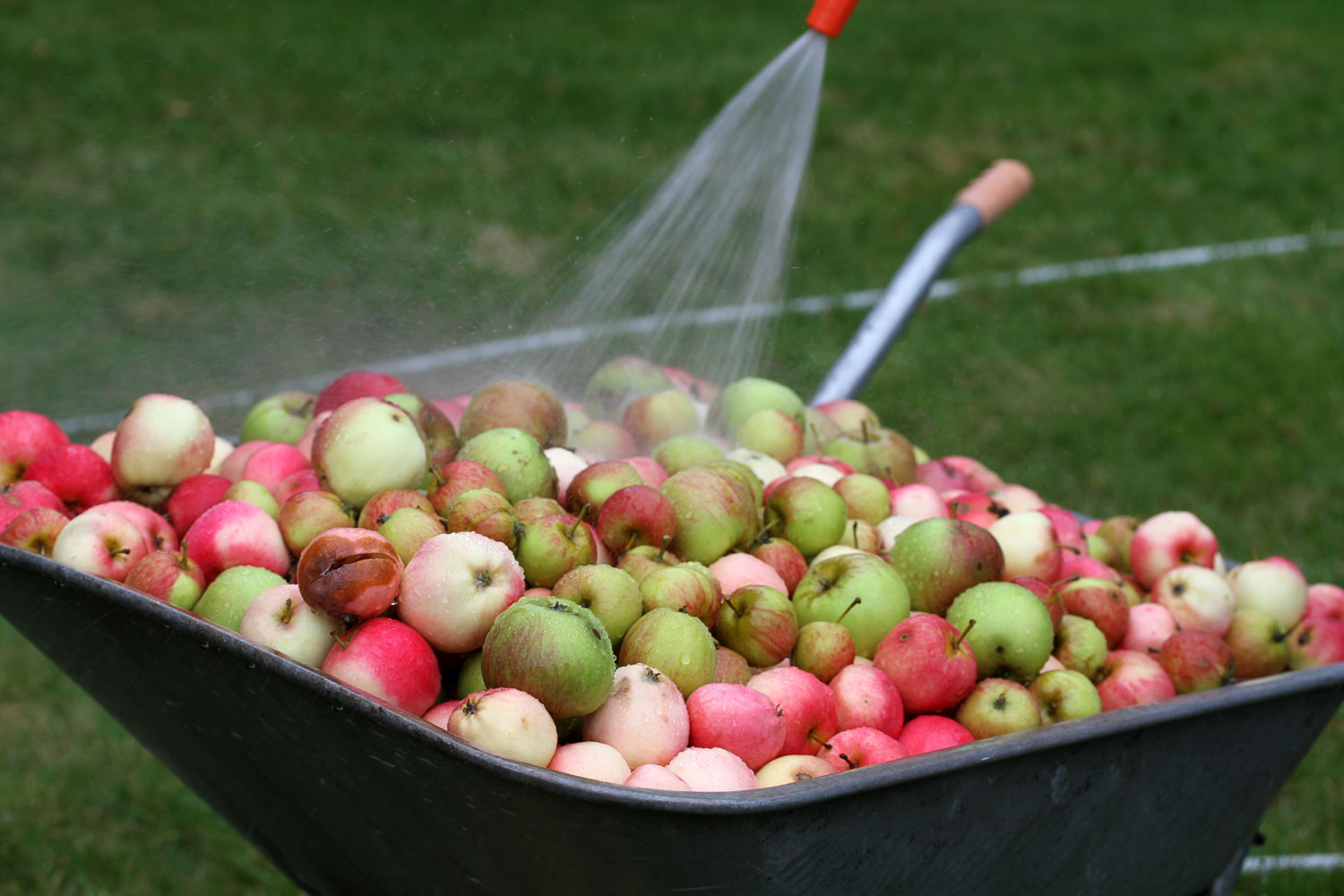 Æblene vaskes.