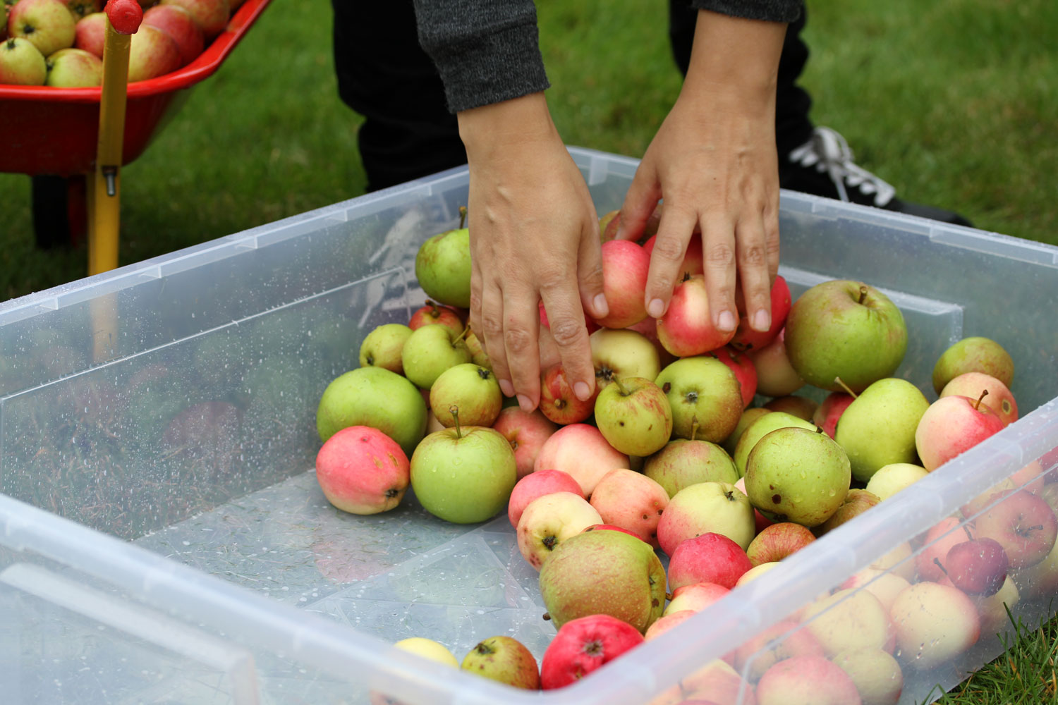 Æblerne sorteres og kommes i kasser.